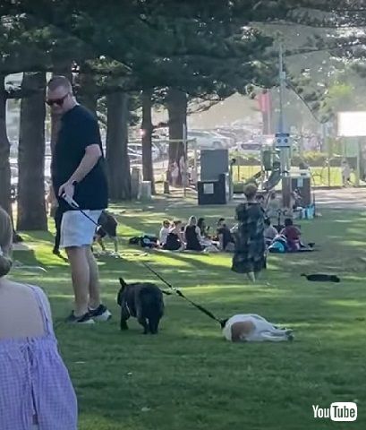 引っ張られる犬