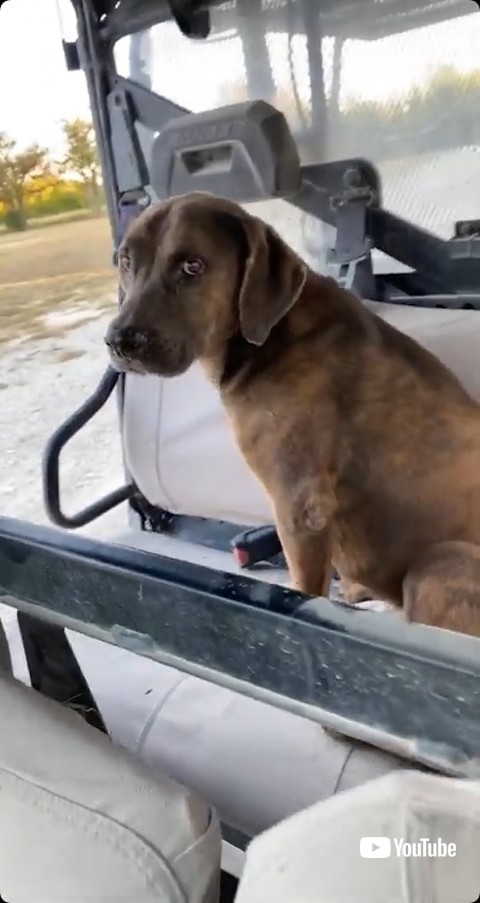 車に乗り込む犬