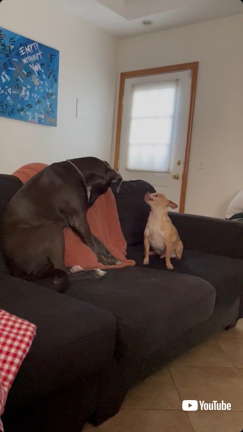 くつろぐ2匹のワンコ