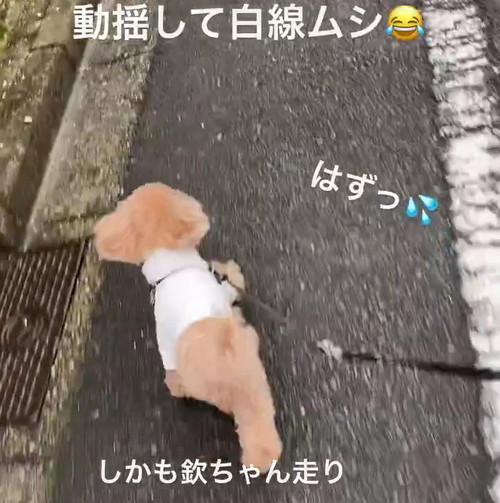 欽ちゃん走り