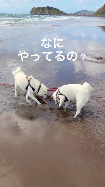 なにやってるの？