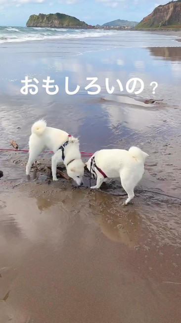 おもしろいの？