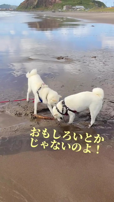 おもしろいとかじゃない