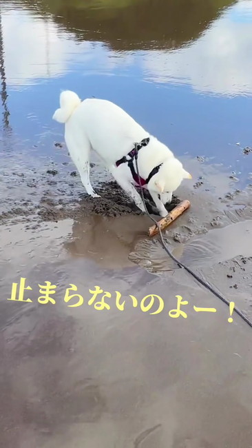 止まらないのよ