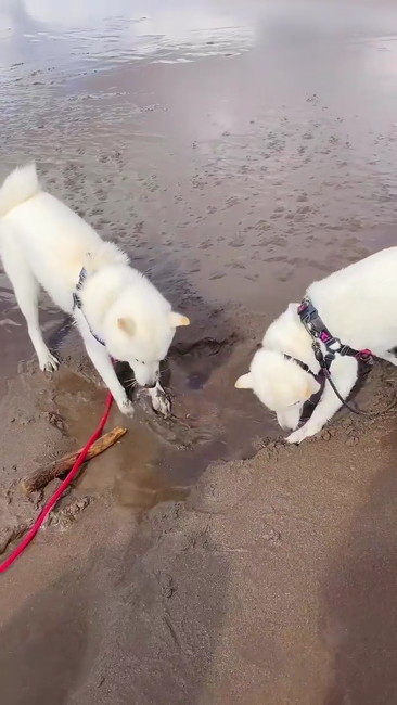 ふたりでホリホリ