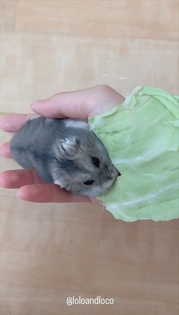 キャベツを持って行っちゃうハムスター