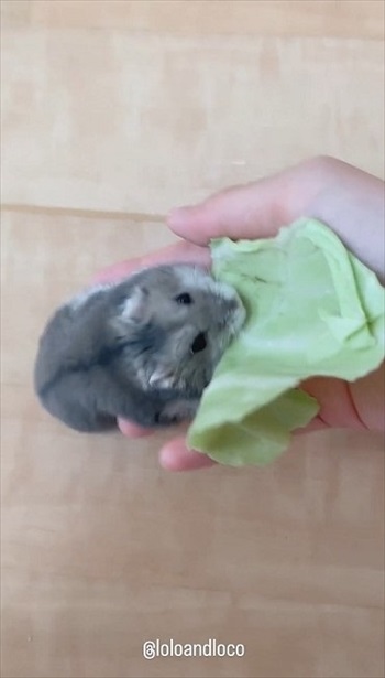 キャベツを持って行っちゃうハムスター