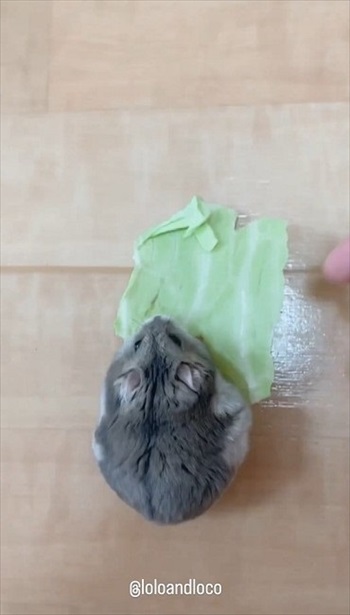 キャベツを持って行っちゃうハムスター