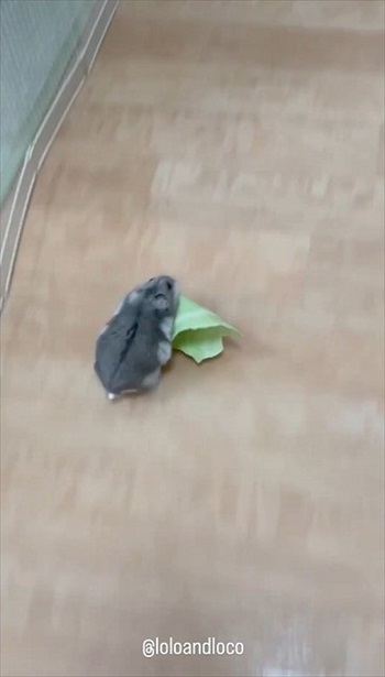 キャベツを持って行っちゃうハムスター