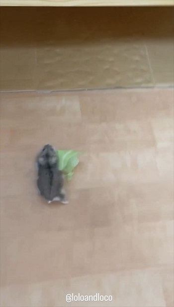 キャベツを持って行っちゃうハムスター