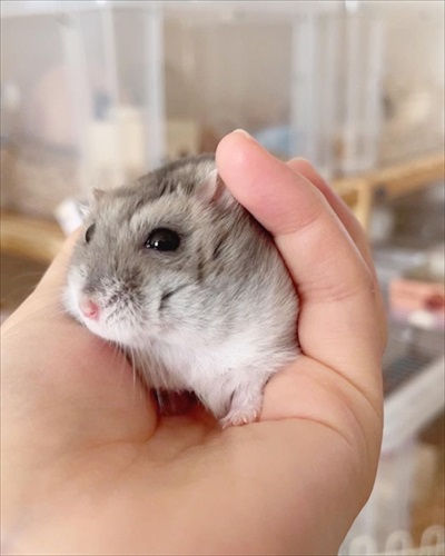 キャベツを持って行っちゃうハムスター