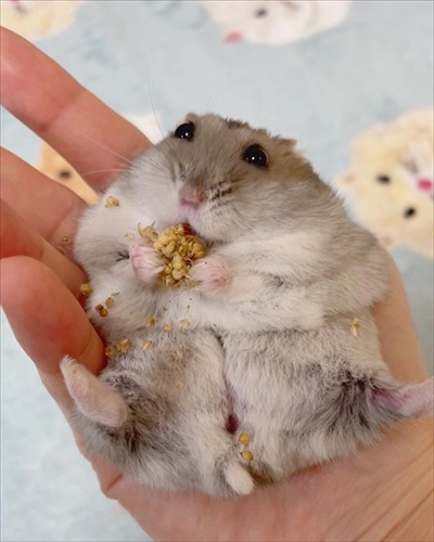 キャベツを持って行っちゃうハムスター