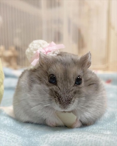 キャベツを持って行っちゃうハムスター