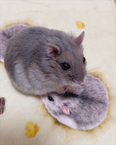 キャベツを持って行っちゃうハムスター