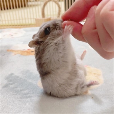 キャベツを持って行っちゃうハムスター