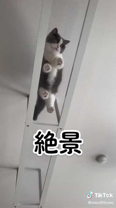 猫用マンション 引っ越し 絶景 猫 裏側 肉球 透明 キャットウォーク
