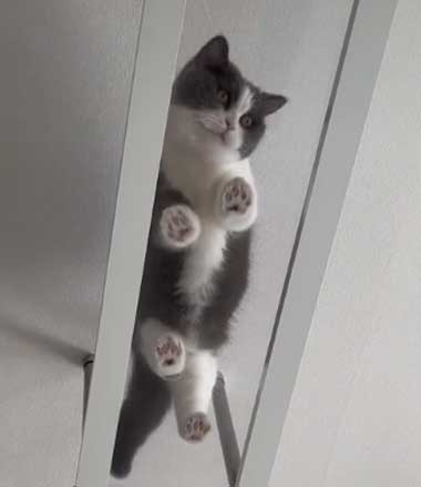 猫用マンション 引っ越し 絶景 猫 裏側 肉球 透明 キャットウォーク