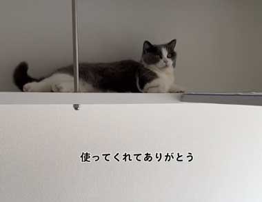 猫用マンション 引っ越し 絶景 猫 裏側 肉球 透明 キャットウォーク