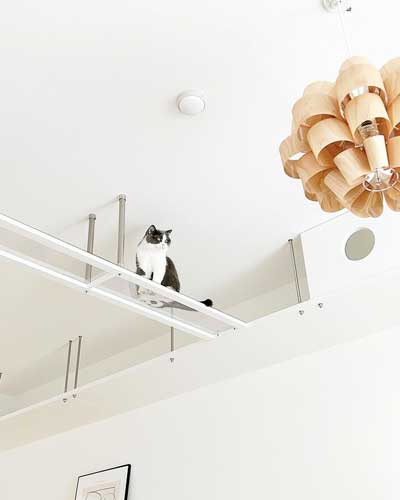 猫用マンション 引っ越し 絶景 猫 裏側 肉球 透明 キャットウォーク