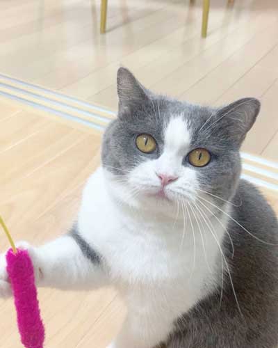 猫用マンション 引っ越し 絶景 猫 裏側 肉球 透明 キャットウォーク