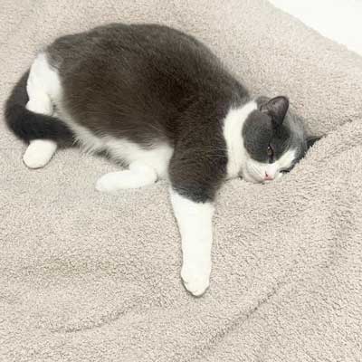 猫用マンション 引っ越し 絶景 猫 裏側 肉球 透明 キャットウォーク