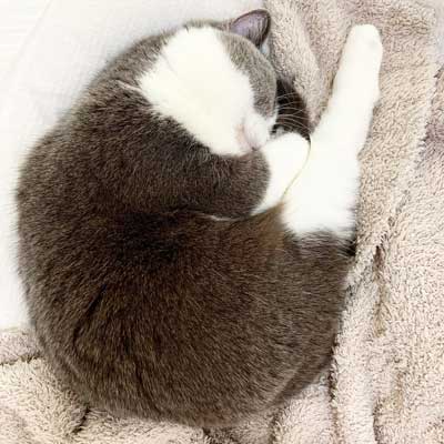 猫用マンション 引っ越し 絶景 猫 裏側 肉球 透明 キャットウォーク