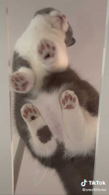 猫用マンション 引っ越し 絶景 猫 裏側 肉球 透明 キャットウォーク