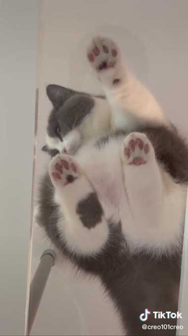 猫用マンション 引っ越し 絶景 猫 裏側 肉球 透明 キャットウォーク