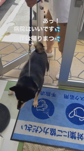 動物病院で回れ右しちゃう琥太郎くん