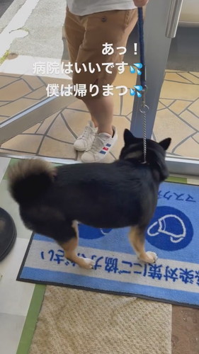 動物病院で回れ右しちゃう琥太郎くん