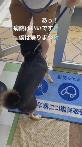 動物病院で回れ右しちゃう琥太郎くん