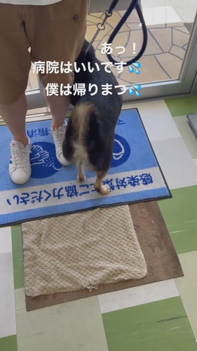 病院で回れ右しちゃう琥太郎くん