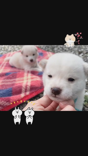 「はじめてのお外」