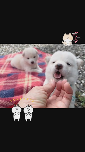 「はじめてのお外」