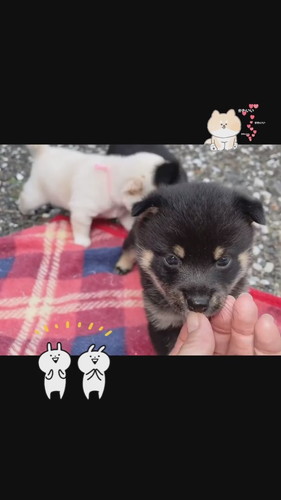 「はじめてのお外」