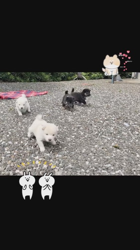 「はじめてのお外」