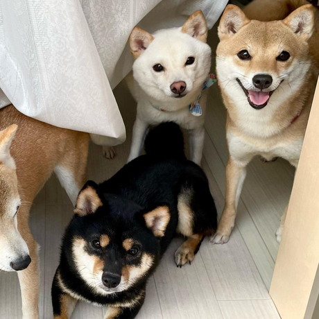 ワンコたち