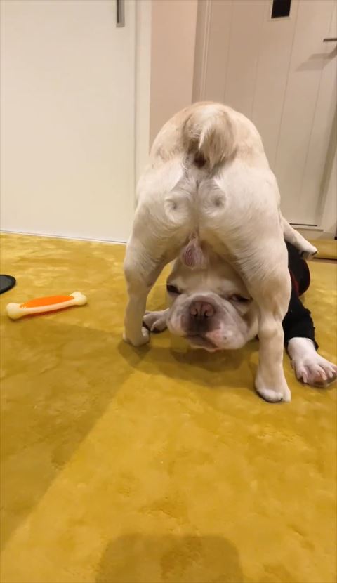 お尻の下から顔出てるワンコ