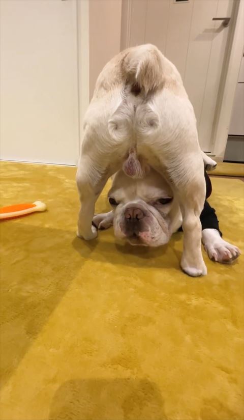 股の下からワンコ