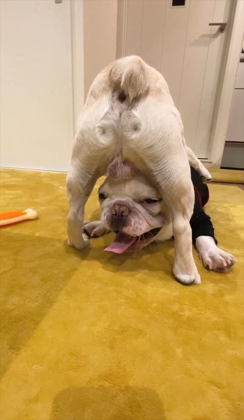 お股の下で笑顔のワンコ