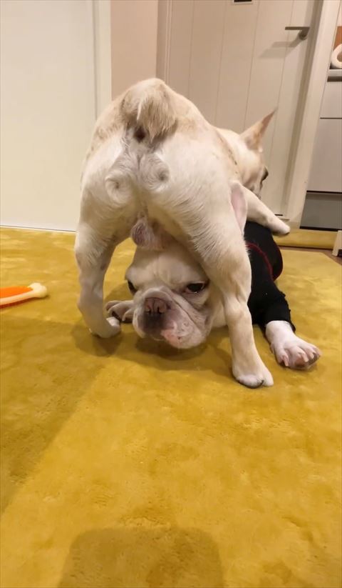 ワンコの頭の上にワンコ