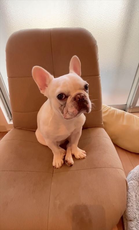 お座りしてるフレブル