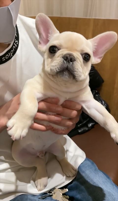 抱っこされてるワンコ