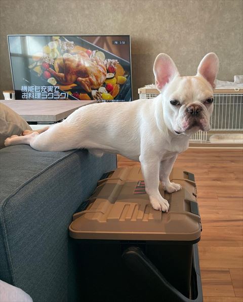 後ろ足をソファに