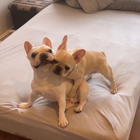 ワンコに抱きついてるワンコ