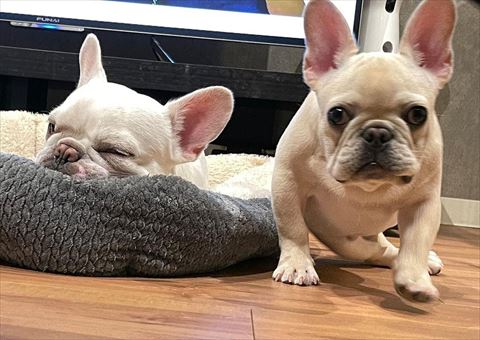 寝てるワンコとカメラ目線ワンコ