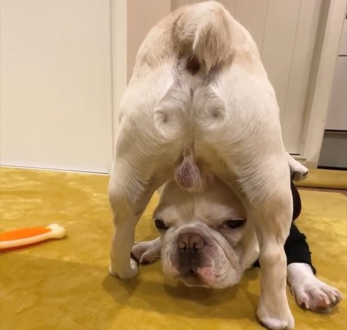 お尻の下から顔出てるワンコ