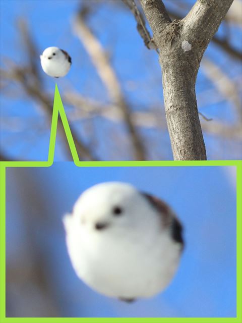 飛んでるシマエナガ