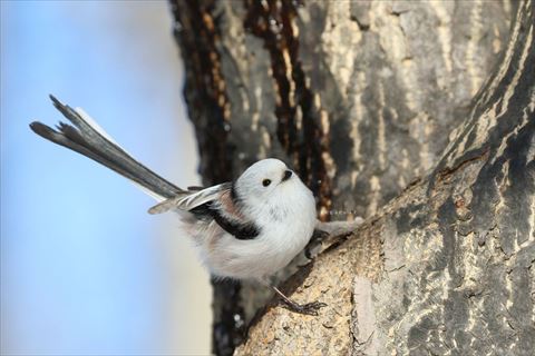 尾っぽぴーんなシマエナガ