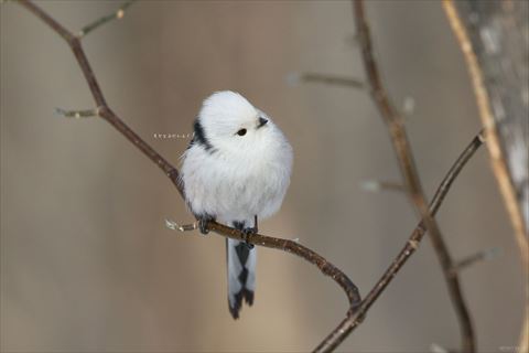 何かを見てる赤ちゃんタイガーと母タイガー